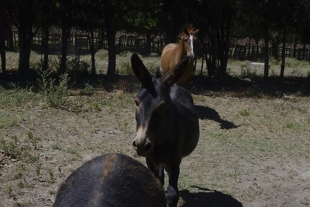 Hébergement de vacances Villa Côté Camarguais à Arles